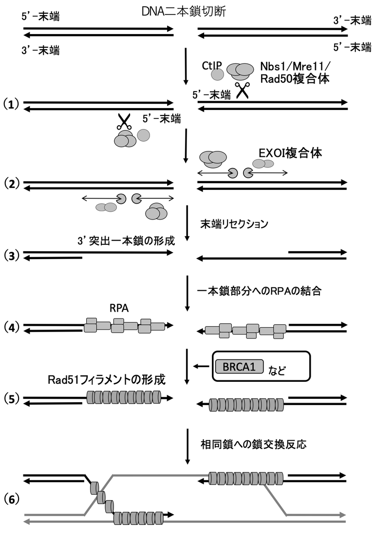 二重鎖切断が発生したあとで（1）CtIP、Mre11-Rad50-Nbs1複合体（MRN複合体）のエンドヌクレアーゼ活性により、二本鎖のうち一本（5’端を持つ鎖）に切断が入る。（2）Mre11-Rad50-Nbs1複合体（MRN複合体）はMre11のエキソヌクレアーゼ活性により、切断導入部からDS説明にBの方向に逆戻りする形で（3’-5’方向に）分解が起こる一方、切断導入部から5’-3’方向に向かってエキソヌクレアーゼＩ（ExoI）複合体によるDNA鎖の分解が起こる。
（3）3’-末端が突出した一本鎖DNA部分が完成する。（4）一本鎖DNA部分にRPA （複製タンパク質 A）が結合して安定化する。（5）RPAがBRCA1、BARD1、BRCA2、PALB2などの作用によりRad51に置き換えられて一本鎖DNA上にRad51が整列したフィラメントが形成される。（6）Rad51は一本鎖DNAと相同な二本鎖DNAの探索と鎖交換を触媒し、続いて、この相同な DNA鎖を鋳型としてDNA複製タンパク質によるDNA合成が行われる。
