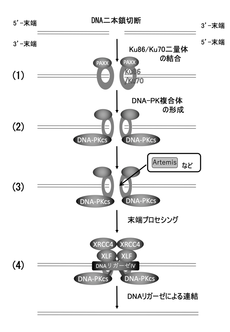 二重鎖切断が発生したあとで（1）C-NHEJでは、Kuタンパク質（Ku70とKu80）ヘテロ二量体が最初にDSB末端付近に結合する。Ku二量体はドーナツ状の構造を有しており、その穴の部分でDNA鎖に結合し、PAXX（別名XLS）はKuのDSBへの結合を安定化する。（2）Ku二量体を介してDNA依存性プロテインキナーゼ触媒サブユニット（DNA-PKcs、なお、KuとDNA-PKcsの複合体をDNA-PKと呼ぶ）がDSBに結合して活性化し、自身および他の修復酵素群をリン酸化する（3）DNA末端の形状により直ちに結合できない場合には、DNA分解酵素であるArtemisヌクレアーゼなどによる末端の整形（プロセシング）が行われる。（4）DNAリガーゼIVが最終的にDSB同士を結合して反応が完結する。この際に、XRCC4およびXLF（別名Cernunnos）がDNAリガーゼIVの機能を調節する。