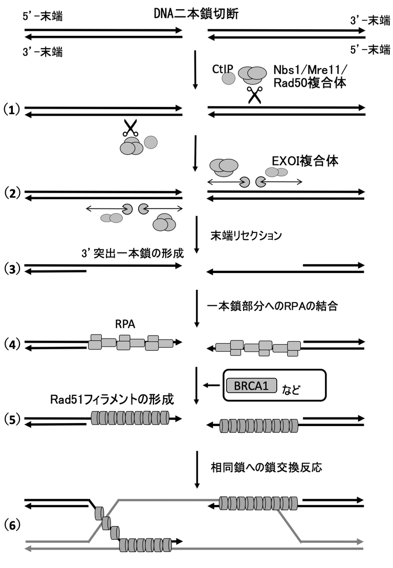 二重鎖切断が発生したあとで（1）CtIP、Mre11-Rad50-Nbs1複合体（MRN複合体）のエンドヌクレアーゼ活性により、二本鎖のうち一本（5’端を持つ鎖）に切断が入る。（2）Mre11-Rad50-Nbs1複合体（MRN複合体）はMre11のエキソヌクレアーゼ活性により、切断導入部からDS説明にBの方向に逆戻りする形で（3’-5’方向に）分解が起こる一方、切断導入部から5’-3’方向に向かってエキソヌクレアーゼＩ（ExoI）複合体によるDNA鎖の分解が起こる。
（3）3’-末端が突出した一本鎖DNA部分が完成する。（4）一本鎖DNA部分にRPA （複製タンパク質 A）が結合して安定化する。（5）RPAがBRCA1、BARD1、BRCA2、PALB2などの作用によりRad51に置き換えられて一本鎖DNA上にRad51が整列したフィラメントが形成される。（6）Rad51は一本鎖DNAと相同な二本鎖DNAの探索と鎖交換を触媒し、続いて、この相同な DNA鎖を鋳型としてDNA複製タンパク質によるDNA合成が行われる。