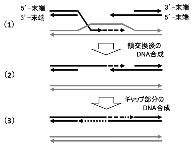 （1）相同なDNA鎖を鋳型としてDNAポリメラーゼδ、PCNAなどのDNA複製タンパク質によるDNA合成が行われる。（2）合成された鎖が鋳型鎖から離れ、DSBの反対側の一本鎖と対合する。（3）DNA合成によってギャップが補完されて修復が完了する。