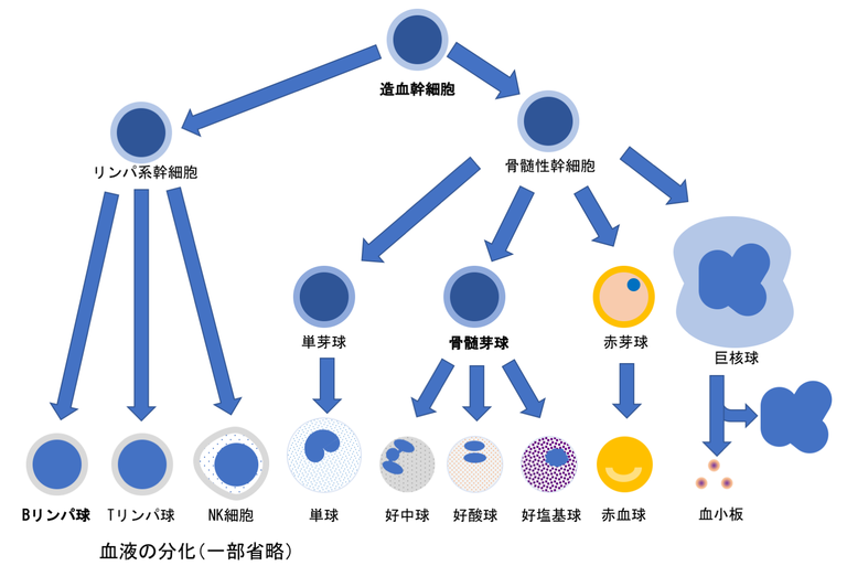 血液の分化の図。造血幹細胞からリンパ系幹細胞と骨髄性幹細胞の2種類にわかれる。リンパ系幹細胞は、Bリン球、Tリンパ球、NH細胞に分化する。一方骨髄性幹細胞は単芽球、骨髄芽球、赤芽球、巨核球に分化する。単芽球は単球に、骨髄芽球は好中球、好酸球、好塩基球の3つに、赤芽球は赤血球に分化し、巨核球からは血小板が生まれる。