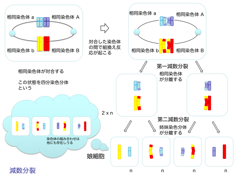 減数分裂。相同染色体が対合しその染色体間で組み換え反応が起きる。それが娘細胞に分配される