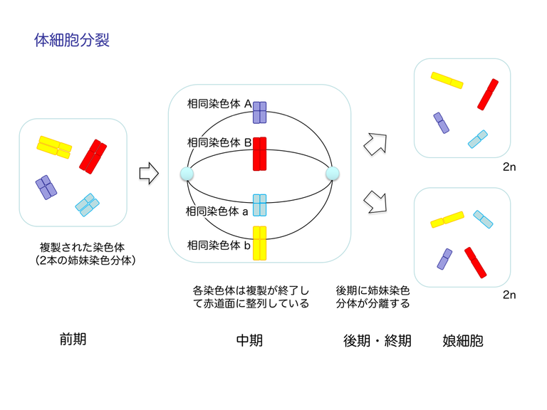 体細胞分裂。減数分裂の比較のために掲載。複製された染色体が、赤道面に整列した後、娘細胞に均等に分配される。